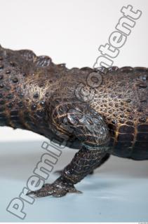 Crocodile body photo reference 0007